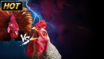  sv388 Cock fight